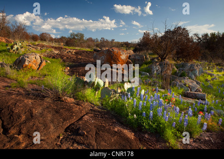 Texas bluebonnets (Lupininus texensis), al tramonto Foto Stock