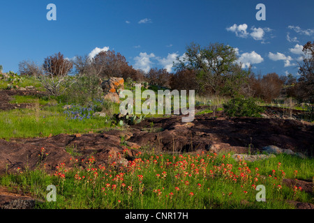 Texas bluebonnets (Lupininus texensis), al tramonto Foto Stock