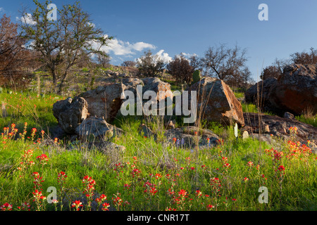 Texas bluebonnets (Lupininus texensis), al tramonto Foto Stock