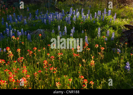 Texas bluebonnets (Lupininus texensis), al tramonto Foto Stock