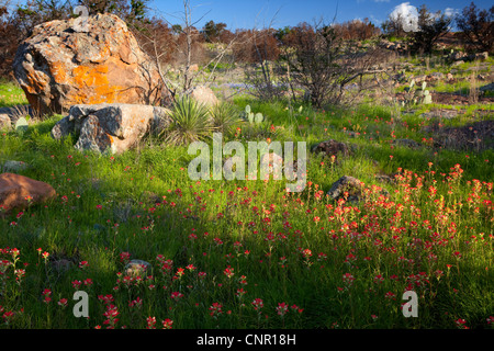 Texas bluebonnets (Lupininus texensis), al tramonto Foto Stock