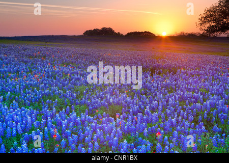 Texas bluebonnets (Lupininus texensis), di sunrise Foto Stock