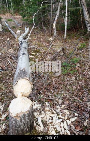 Beaver impatto accanto ad una delle zone umide area lungo il sentiero notchway nella città di Franconia, new Hampshire usa Foto Stock