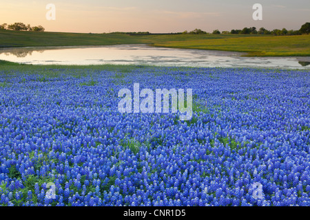 Texas bluebonnets (Lupininus texensis), di sunrise Foto Stock