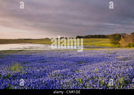 Texas bluebonnets (Lupininus texensis), di sunrise Foto Stock