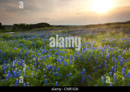 Texas bluebonnets (Lupininus texensis), al tramonto Foto Stock