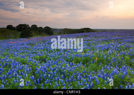 Texas bluebonnets (Lupininus texensis), al tramonto Foto Stock