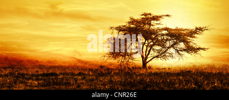 Grande albero africano silhouette oltre il tramonto unico albero sul campo, bella immagine panoramica della natura in Africa, serata estiva Foto Stock