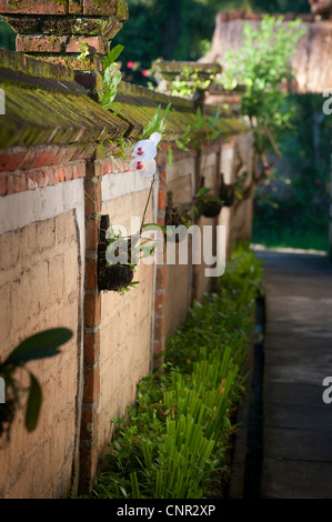 Bellissime orchidee crescere in vasi lungo una parete al Tegal Sari Hotel in Ubud, Bali, Indonesia. Foto Stock