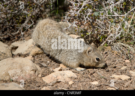 Otospermophilus variegatus Foto Stock