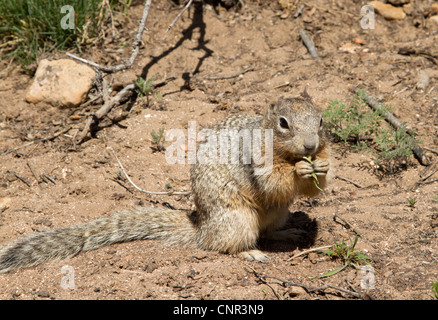 Scoiattolo della roccia Foto Stock