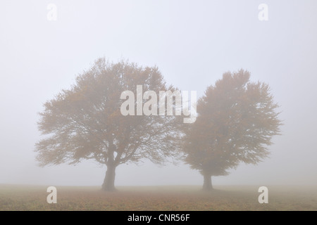 Faggi, Schauinsland, Foresta Nera, Baden-Württemberg, Germania Foto Stock