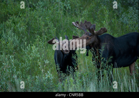 L'alce con il vitello, il Parco Nazionale di Yellowstone, Wyoming USA Foto Stock