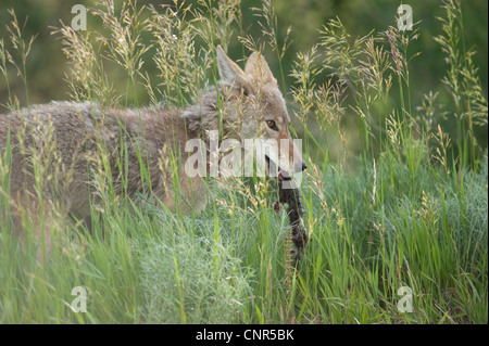 Coyote con la preda, il Parco Nazionale di Yellowstone, Wyoming USA Foto Stock