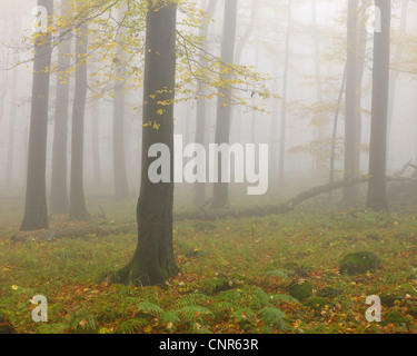 Misty Bosco in autunno, Rhon Mountain, Hesse, Germania Foto Stock