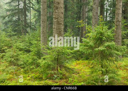 La foresta di abete rosso, Foresta Nera, Baden-Württemberg, Germania Foto Stock