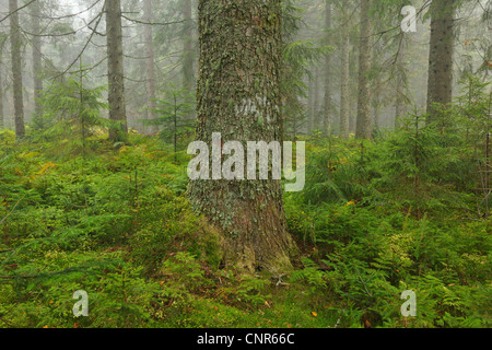 La foresta di abete rosso, Foresta Nera, Baden-Württemberg, Germania Foto Stock