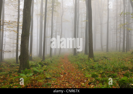Percorso, Rhon montagne, Hesse, Germania Foto Stock
