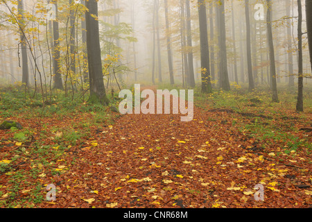 Percorso, Rhon montagne, Hesse, Germania Foto Stock