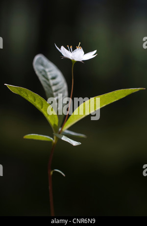 Chickweed wintergreen (Trientalis europaea), in controluce, Regno Unito, Scozia, Cairngorms National Park Foto Stock