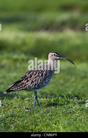 Whimbrel (Numenius phaeopus), in piedi sul prato, Regno Unito, Scozia, Isle of Mull Foto Stock