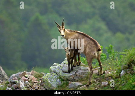 Il camoscio (Rupicapra rupicapra), femmina con capretta, Francia, montagne Vosges Foto Stock