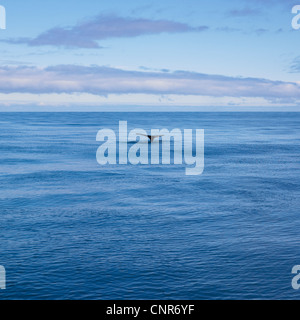 La balena della coda in oceano ancora Foto Stock