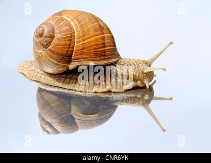 Lumaca romano, escargot, escargot lumaca, commestibili, lumaca lumaca Apple, grapevine lumaca, Vigna lumaca, vine lumaca (Helix pomatia), sul mirror Foto Stock