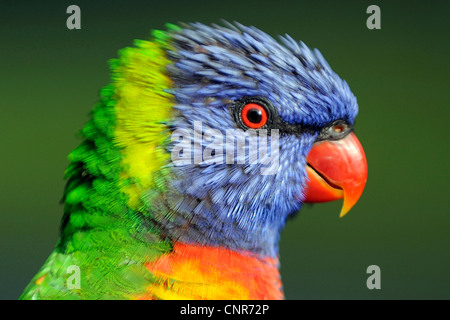 Rainbow lory (Trichoglossus haematodus), ritratto, Australia, Queensland Foto Stock