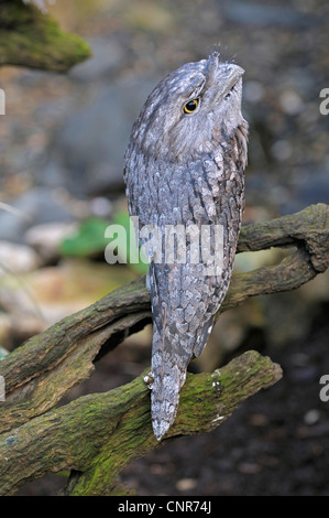 Bruno frogmouth (Podargus strigoides), seduto sul ramo, Australia, Queensland Foto Stock