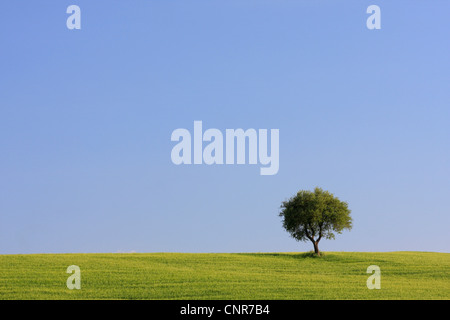 Un paesaggio collinare con campi di grano e di quercia, Italia, Toscana Foto Stock