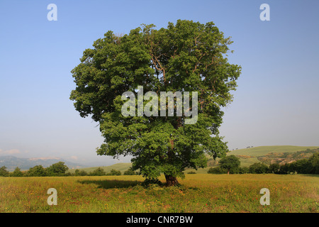 Un paesaggio collinare con campi e rovere, Italia, Toscana Foto Stock