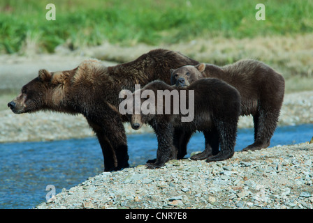 Orso bruno seminare con twin cubs cercando nel fiume per il salmone. Kinak Bay, Katmai NP. Alaska Foto Stock