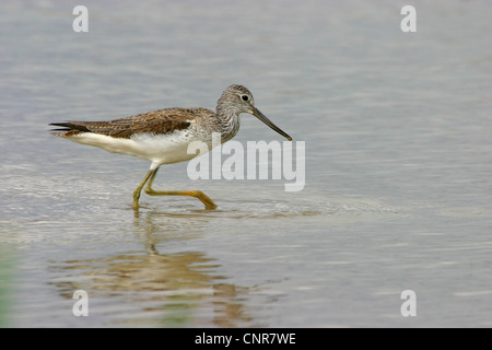 Comune (greenshank Tringa nebularia), rovistando in acqua, Europa Foto Stock