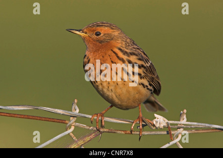 Rosso-throated pitpit (Anthus cervinus), seduta sul filo spinato, Europa Foto Stock