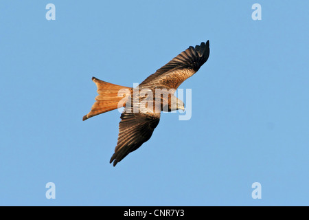 Nibbio reale (Milvus milvus), volare, Europa Foto Stock