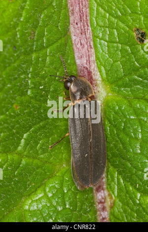 Grande europeo glow worm beetle (Lampyris noctiluca), maschio Germania Foto Stock