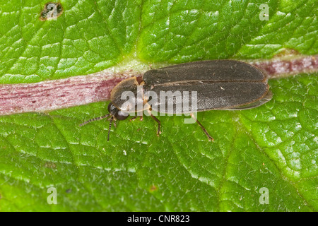 Grande europeo glow worm beetle Lampyris noctiluca, maschile seduto su una foglia, Germania Foto Stock
