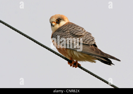 Western red-footed falcon (Falco vespertinus), seduto su di una fune di acciaio, Europa Foto Stock