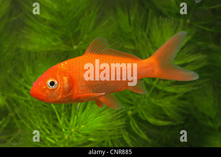 Koi carpa (Cyprinus carpio), juvenil, arancione Foto Stock