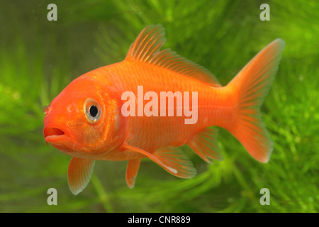 Koi carpa (Cyprinus carpio), juvenil, arancione Foto Stock