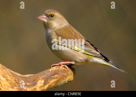 Western verdone (Carduelis chloris), femmina, Europa Foto Stock