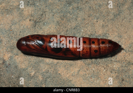 Oleandro hawkmoth (Daphnis nerii), pupa stage Foto Stock