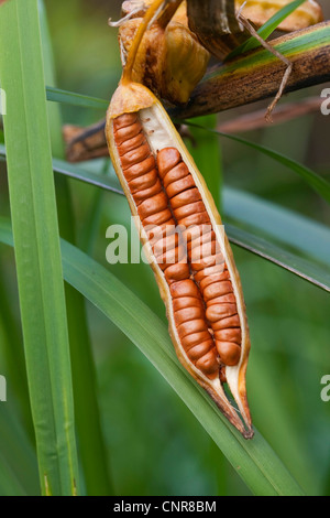 Iris gialla, bandiera gialla (Iris pseudacorus), infructescence, Germania Foto Stock