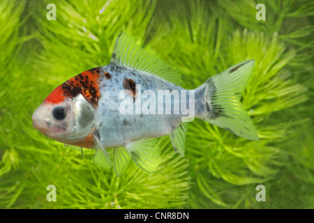 Carassius auratus (Carassius auratus var. shubunkin), piscina di fronte Ceratophyllum Foto Stock