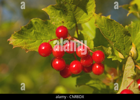 Viburno-rose viburnum (Viburnum opulus), frutti rossi nella luce della sera, in Germania, in Baviera Foto Stock