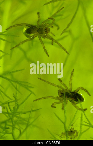 Unione ragno acqua (Argyroneta aquatica), giovani ragni, 2 mm, in Germania, in Baviera, Chiemsee Foto Stock