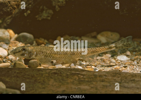 Danubiana e del perno (Gobio uranoscopus), al di sopra di ciottoli, Austria, Danubio Foto Stock