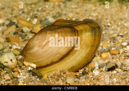 common pond mussel (Anodonta anodonta), at river ground, Germany, Bavaria, Isental Foto Stock