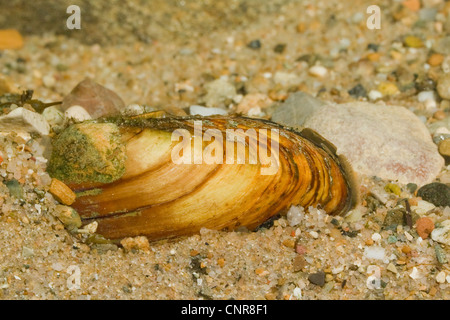 Pittore della cozza (Unio pictorum, Pollicepes pictorum), parzialmente effettuano uno scavo nel letto del fiume, in Germania, in Baviera, Chiemsee Foto Stock